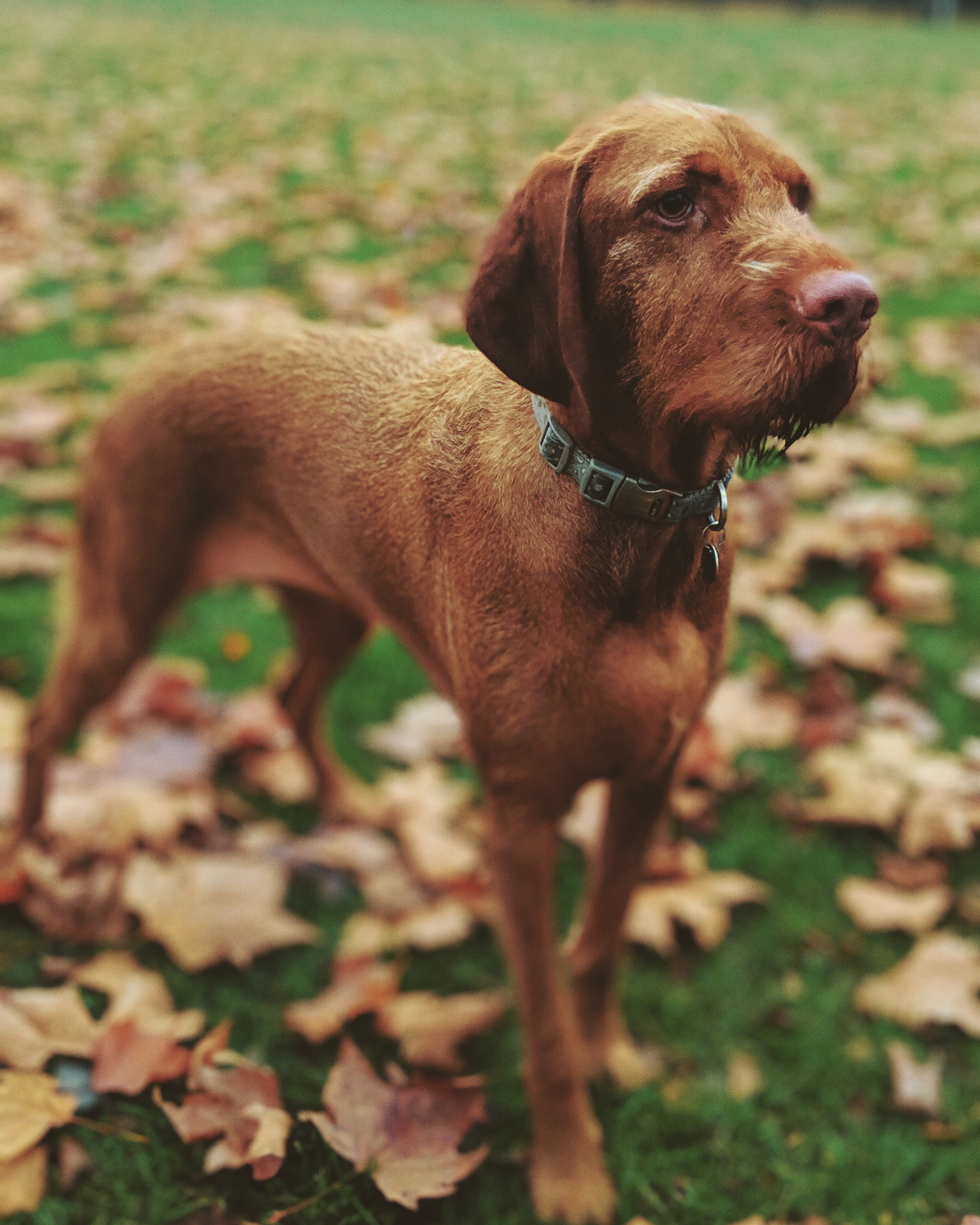 Daisy with Paws at Home